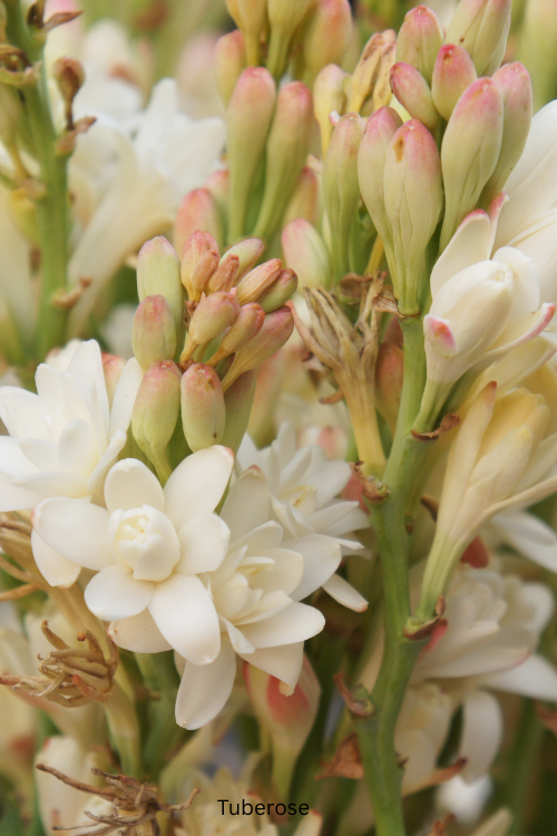 Tuberose