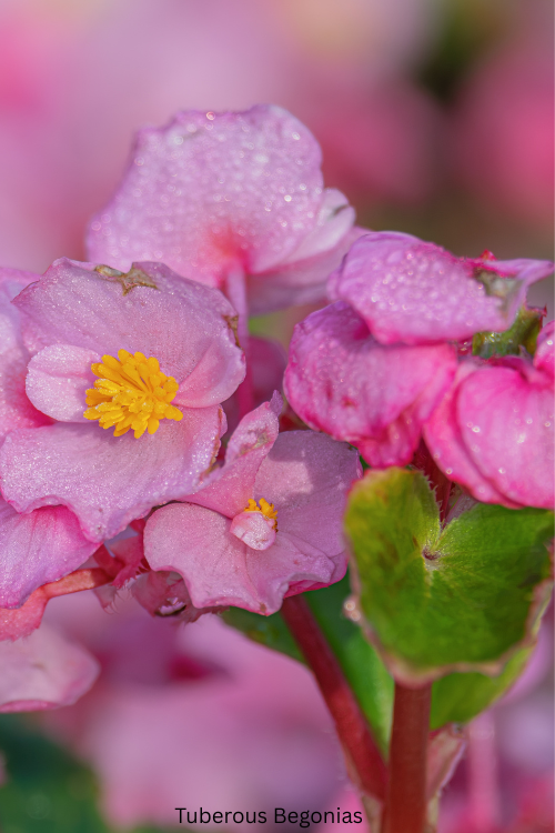 Tuberous Begonias
