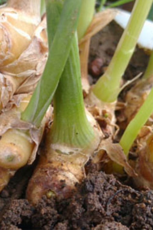 How to Grow Ginger in a Pot Indoors