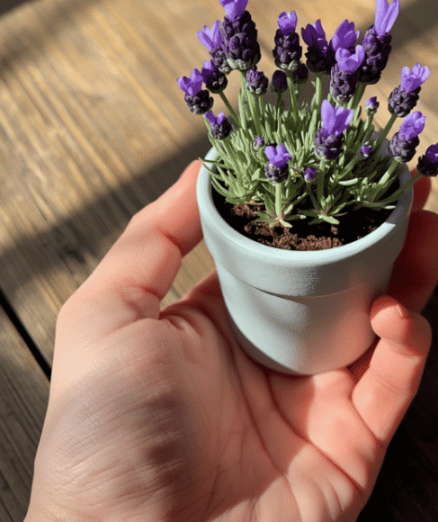 How to Propagate Lavender From Cuttings