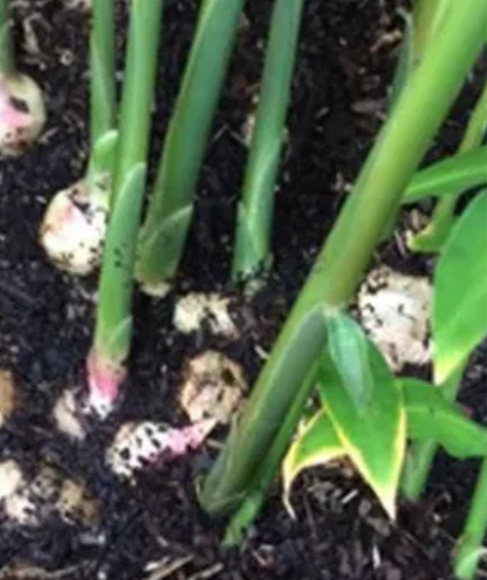 How to Grow Ginger in a Pot Indoors