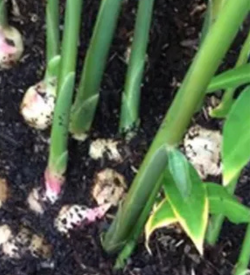 How to Grow Ginger in a Pot Indoors