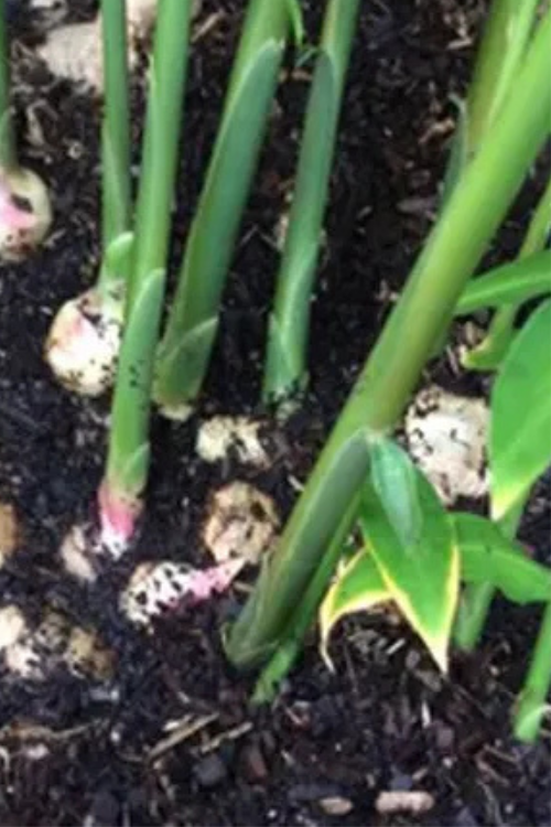 How to Grow Ginger in a Pot Indoors