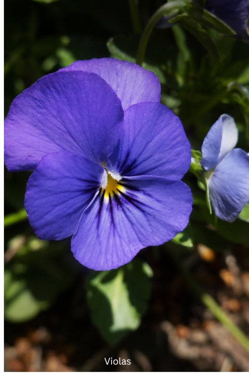 Violas