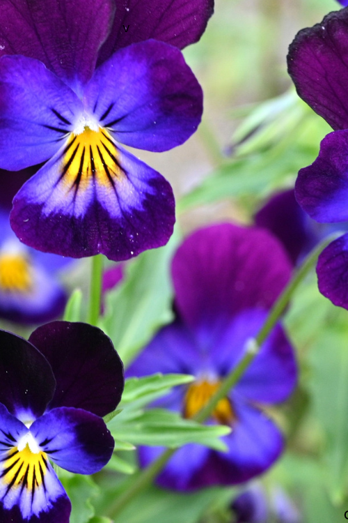 Violas