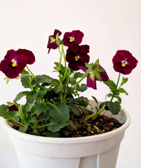Fall Flowers for Containers in Full Sun