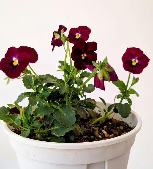 Fall Flowers for Containers in Full Sun