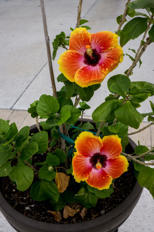 How Often to Water Flowers in Containers