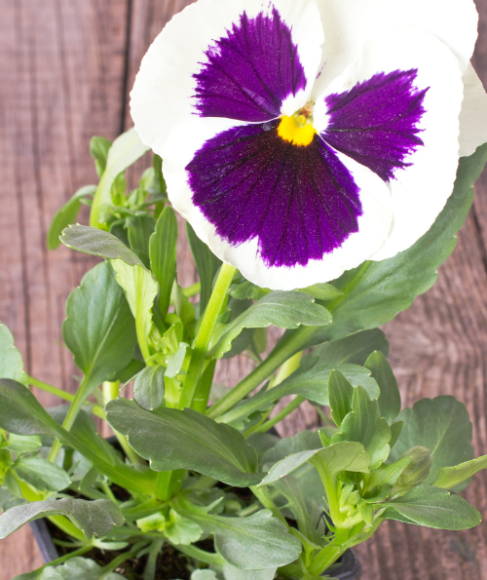 How Often to Water Flowers in Containers