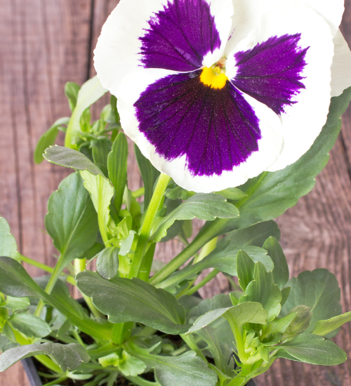 How Often to Water Flowers in Containers