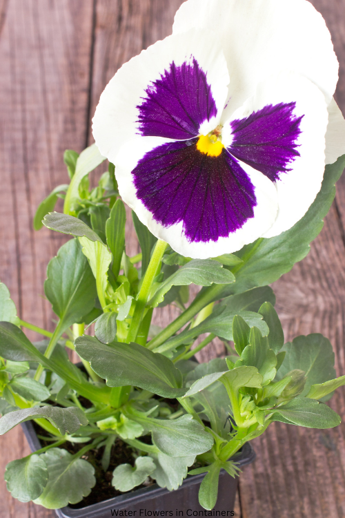 How Often to Water Flowers in Containers