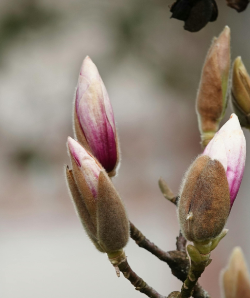 Why Flower Buds Turn Brown Before Opening