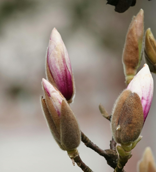 Why Flower Buds Turn Brown Before Opening