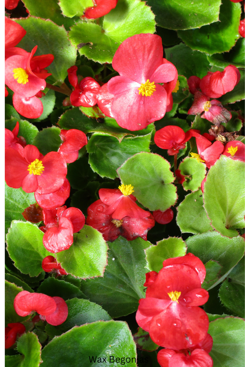 Wax Begonias