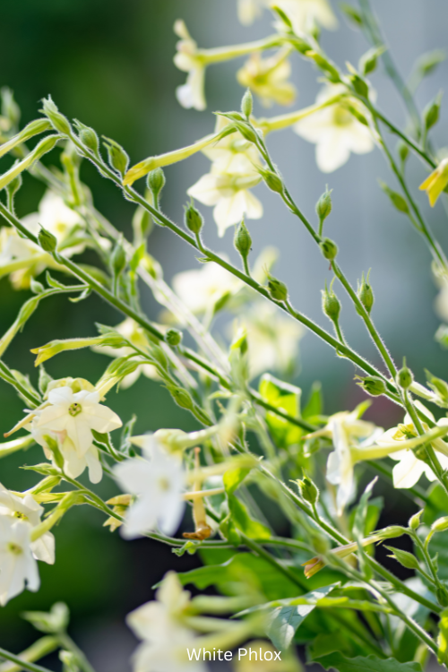 Moon Garden Flowers That Bloom at Night