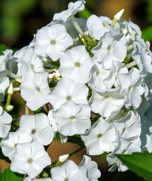 Moon Garden Flowers That Bloom at Night