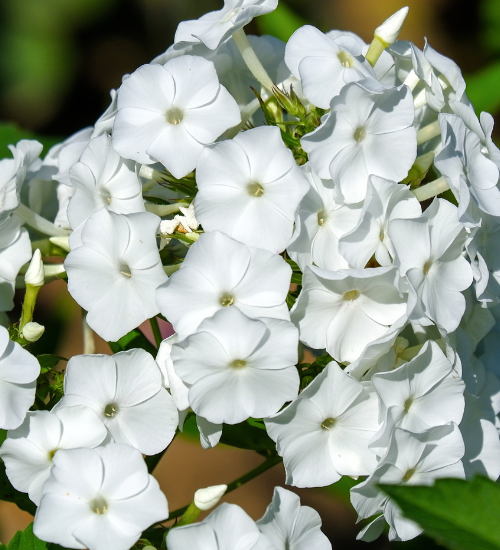 Moon Garden Flowers That Bloom at Night