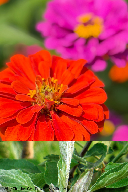 Why Zinnias Get Powdery Mildew