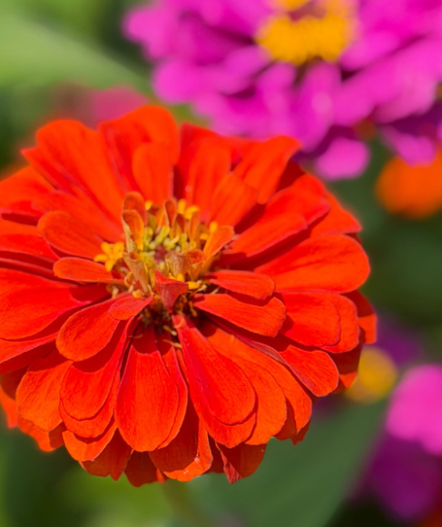 Why Zinnias Get Powdery Mildew