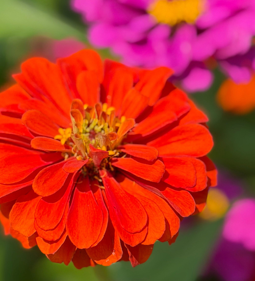Why Zinnias Get Powdery Mildew
