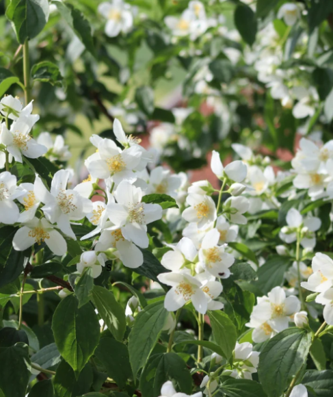 Late-Winter Flowers