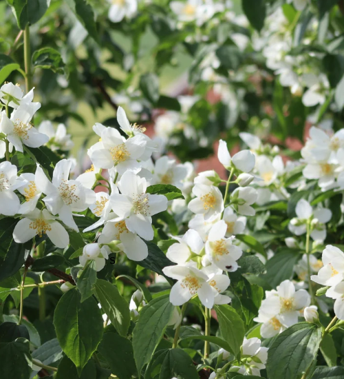 Late-Winter Flowers