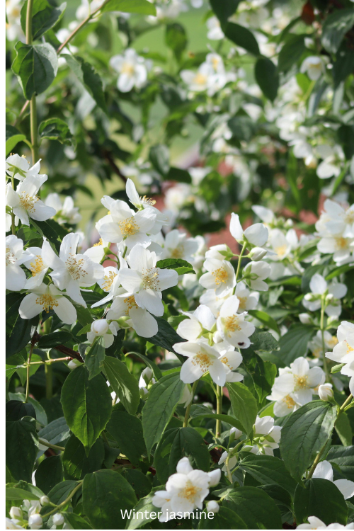 Winter jasmine