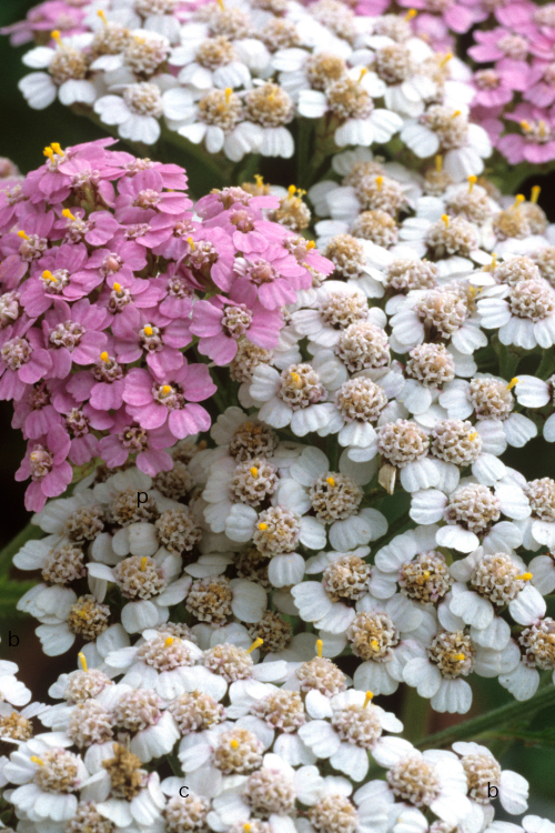 Yarrow