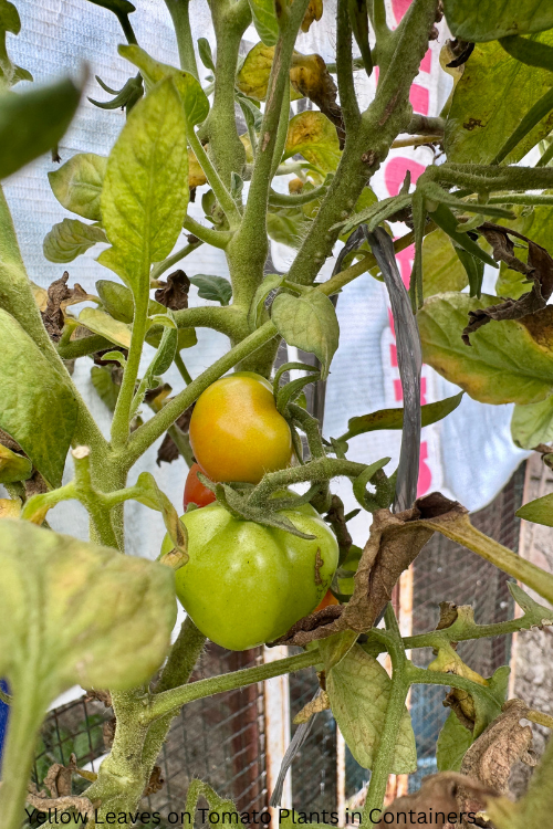 Yellow Leaves on Tomato Plants in Containers