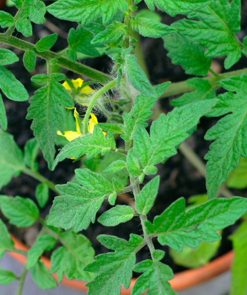 Yellow Leaves on Tomato Plants in Containers