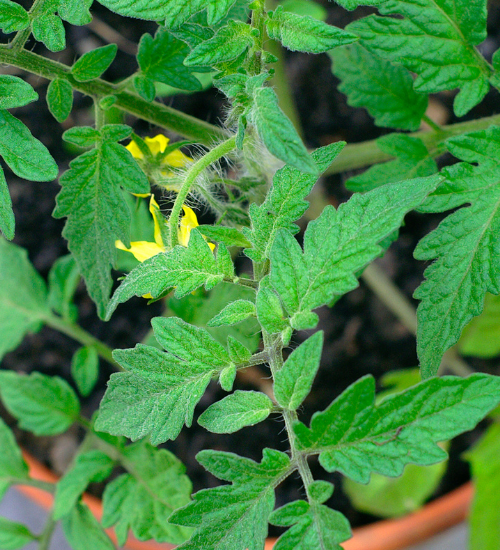 Yellow Leaves on Tomato Plants in Containers