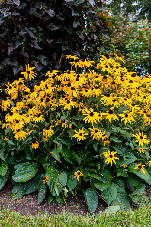Black-Eyed Susans