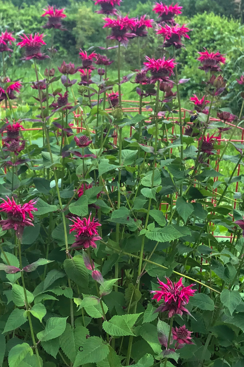 Bee Balm