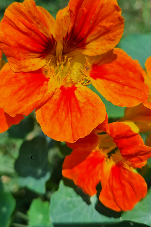 Nasturtiums