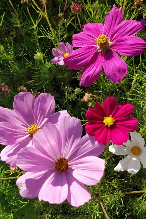 how to collect and store cosmos seeds