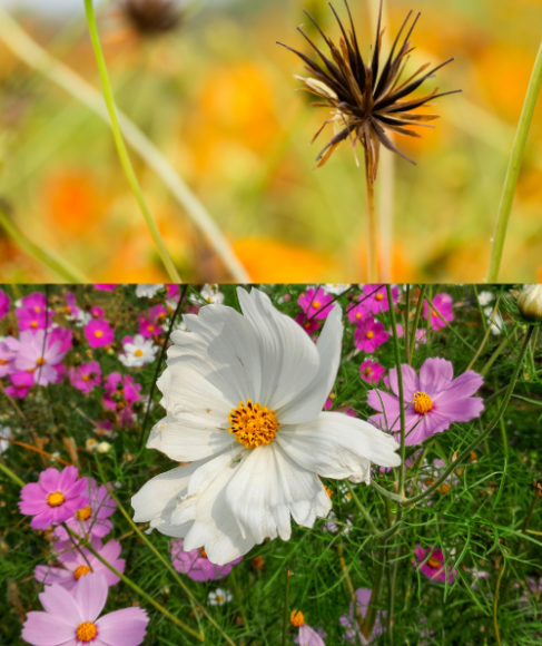 how to collect and store cosmos seeds