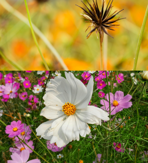 how to collect and store cosmos seeds