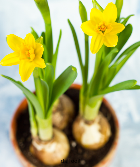 What to Do With Flower Bulbs in Pots After Blooming