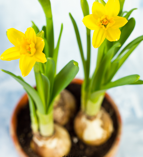 What to Do With Flower Bulbs in Pots After Blooming