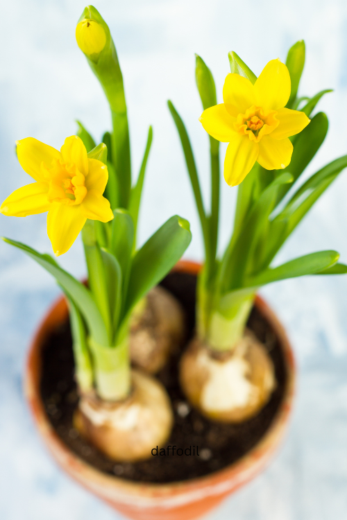 What to Do With Flower Bulbs in Pots After Blooming