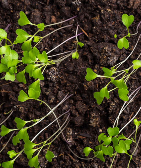 flower seedlings get leggy