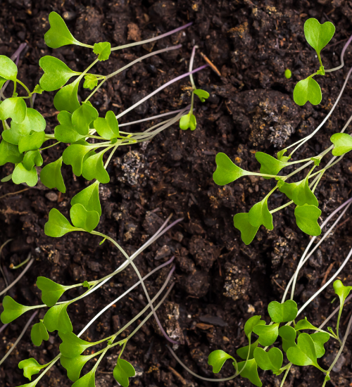 flower seedlings get leggy