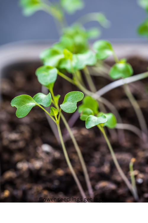 flower seedlings get leggy