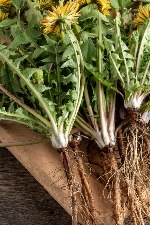 How to Plant Bare-Root Perennial Flowers in Spring