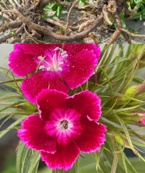How to Plant Bare-Root Perennial Flowers in Spring