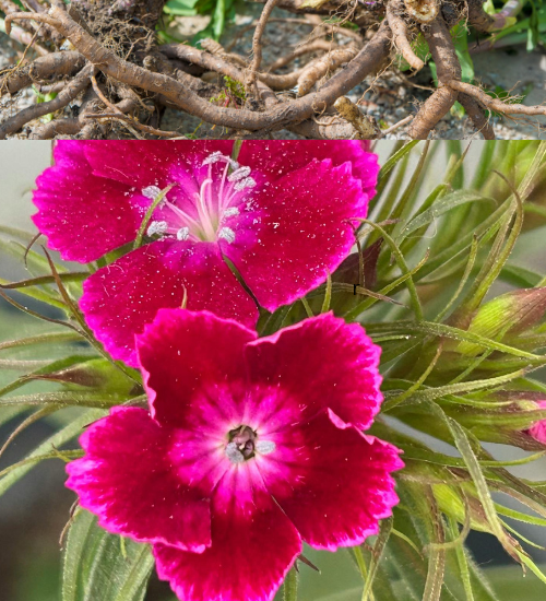 How to Plant Bare-Root Perennial Flowers in Spring