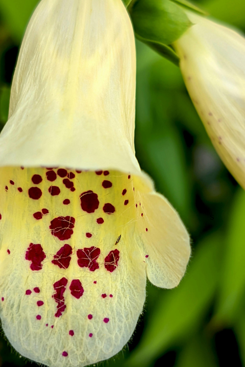How to Stake Tall Flowers Without Damaging Their Stems