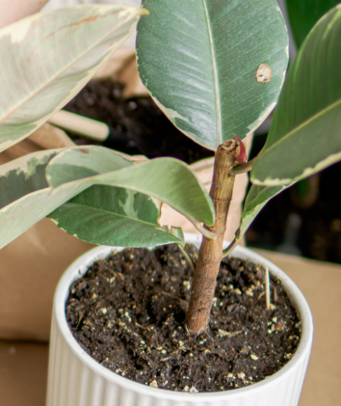 How to Propagate Flowers from Stem Cuttings