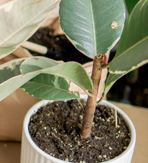 How to Propagate Flowers from Stem Cuttings