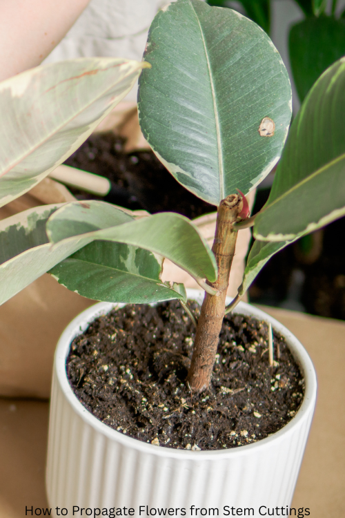 How to Propagate Flowers from Stem Cuttings